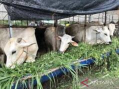 Kemenag Catat 2 Juta Hewan Kurban di Idul Adha 2026, Jawa Timur Jadi Provinsi Terbanyak
