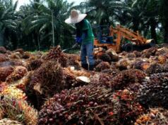 Indonesia Resmi Stop Impor Solar Tahun Ini, Bahlil Andalkan B50 ilustrasi kelapa sawit