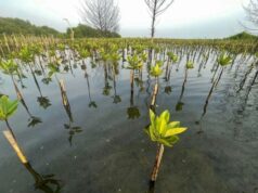 Kolaborasi Kian Luas, Upaya Hadapi Krisis Iklim Makin Menguat