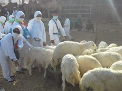 MUI Hormati Fatwa Muhammadiyah Pembayaran Dam Bisa di Tanah Air