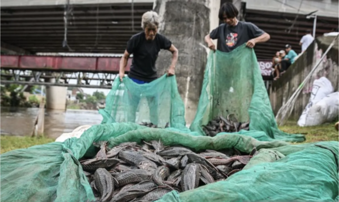 Warga mengangkut ikan sapu-sapu saat operasi pembersihan di Sungai Ciliwung, Cililitan, Jakarta, Jumat (17/4/2026). Pemprov DKI Jakarta membersihkan sejumlah sungai dan saluran air dari ikan sapu-sapu secara serentak di lima wilayah kota administrasi untuk menekan populasinya yang dinilai mengganggu ekosistem perairan Jakarta. ANTARA FOTO/Sulthony Hasanuddin/tom.